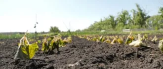 На Волині оголосили попередження про травневі заморозки