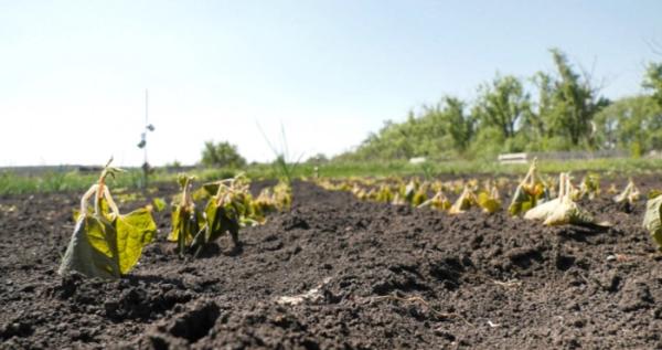На Волині оголосили попередження про травневі заморозки
