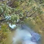 На Закарпатті поблизу кордону з Румунією виявили тіло людини