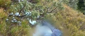 На Закарпатті поблизу кордону з Румунією виявили тіло людини