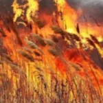 Рятувальники Рівненщини ліквідували 10 пожеж, що охопили понад 7 гектарів