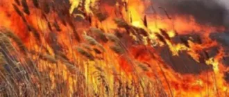 Рятувальники Рівненщини ліквідували 10 пожеж, що охопили понад 7 гектарів