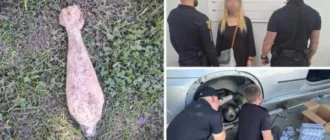 У цей день на Закарпатті: фейкове замінування, сімейний садист та крадіжа лісу