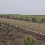 У Скадовську окупанти висадили сосни в межах пропагандистської акції до «Дня перемоги»