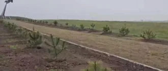 У Скадовську окупанти висадили сосни в межах пропагандистської акції до «Дня перемоги»