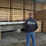 В Одесі судитимуть латвійця, який намагався незаконно експортувати хвойні