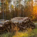В Україні обговорять шляхи скорочення використання лісової біомаси
