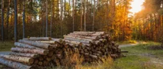 В Україні обговорять шляхи скорочення використання лісової біомаси