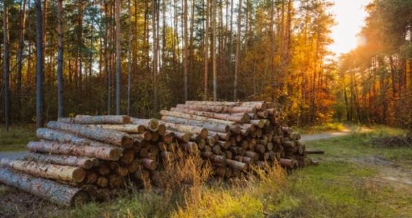 В Україні обговорять шляхи скорочення використання лісової біомаси
