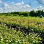 Лісівники вирощують 25 мільйонів сіянців для залісення деокупованих територій