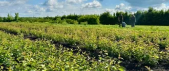 Лісівники вирощують 25 мільйонів сіянців для залісення деокупованих територій