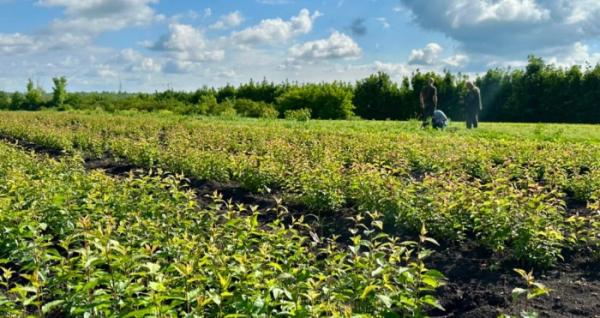 Лісівники вирощують 25 мільйонів сіянців для залісення деокупованої Херсонщини