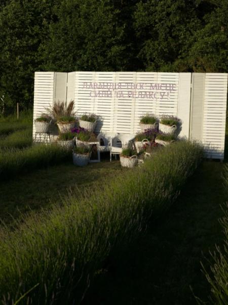 На Ковельщині відкрилося лавандове поле14