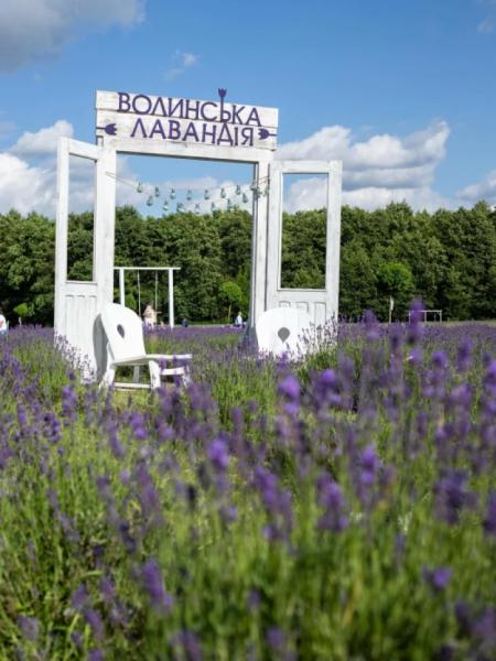 На Ковельщині відкрилося лавандове поле1
