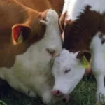 У Бериславському районі зафіксовані випадки лейкозу великої рогатої худоби