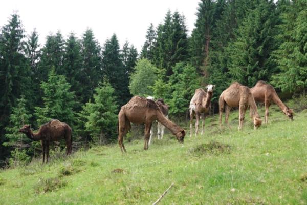 У БіоПарку «Синевир» з'явилися верблюди. Фото: Юрій Тюх