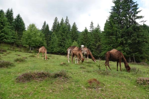 У БіоПарку «Синевир» з'явилися верблюди. Фото: Юрій Тюх