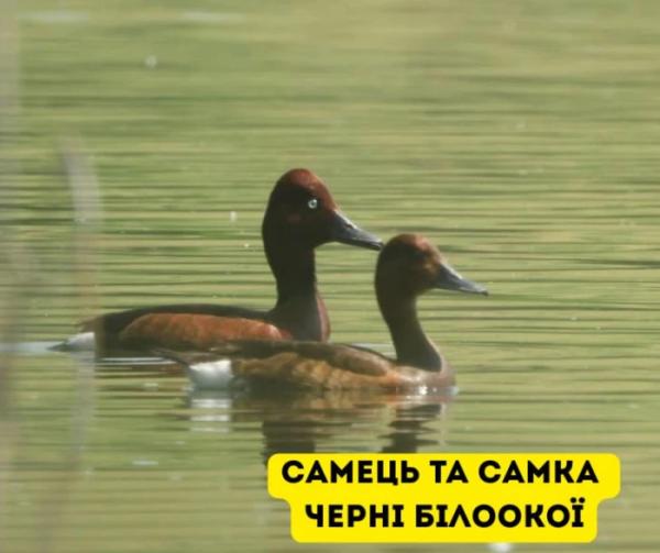 У Галицькому нацпарку виявили найбільшу колонію рідкісних птахів на заході України3