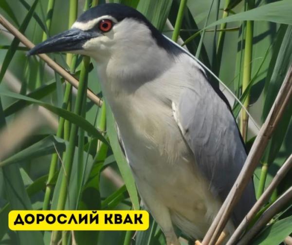 У Галицькому нацпарку виявили найбільшу колонію рідкісних птахів на заході України4