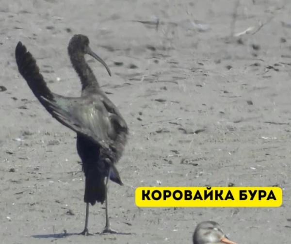 У Галицькому нацпарку виявили найбільшу колонію рідкісних птахів на заході України1