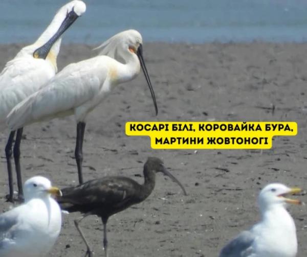 У Галицькому нацпарку виявили найбільшу колонію рідкісних птахів на заході України6