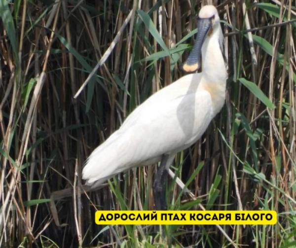 У Галицькому нацпарку виявили найбільшу колонію рідкісних птахів на заході України2