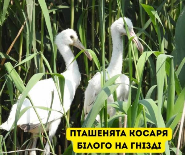 У Галицькому нацпарку виявили найбільшу колонію рідкісних птахів на заході України5