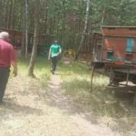 У Ратнівській громаді зафіксували масове отруєння бджіл