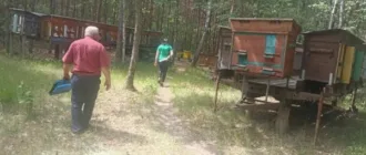У Ратнівській громаді зафіксували масове отруєння бджіл