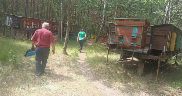 У Ратнівській громаді зафіксували масове отруєння бджіл