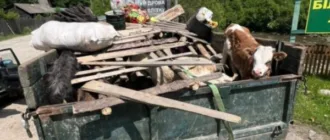 Ухилянти їхали до кордону разом зі свинями та козами: на Закарпатті викрили схему нелегального переправлення чоловіків