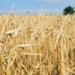 Жителі Херсонщини звинувачують агропідприємство у земельному рейдерстві