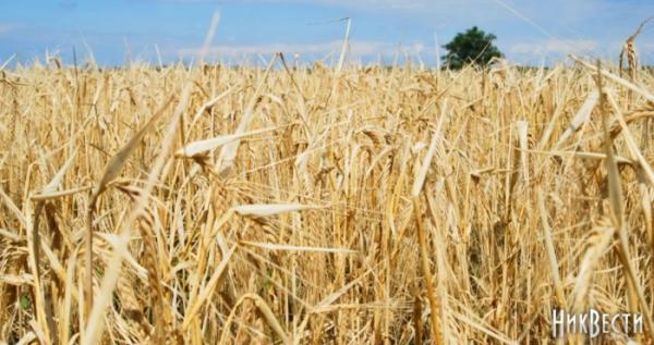 Поле у Миколаївській області / Ілюстраційне фото «МикВісті»