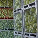 Кожен третій кілограм овочів не доходить до споживача: в Україні дефіцит сховищ