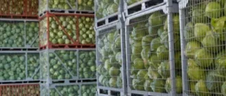 Кожен третій кілограм овочів не доходить до споживача: в Україні дефіцит сховищ