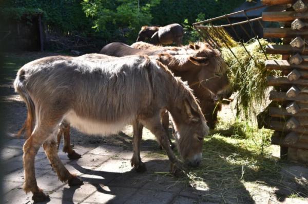Луцький зоопарк пережив масштабний нічний обстріл без втрат4