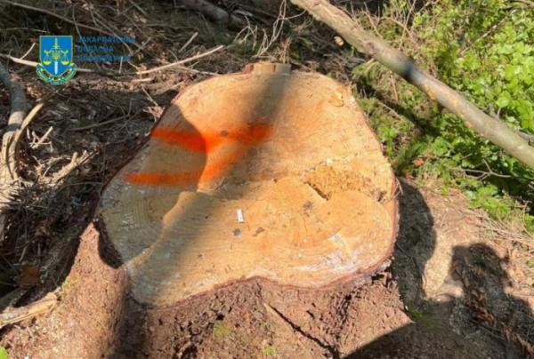 На Тячівщини викрили незаконну порубку лісу на території Краснянського лісництва