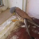 На Закарпатті врятували хижого птаха боривітра
