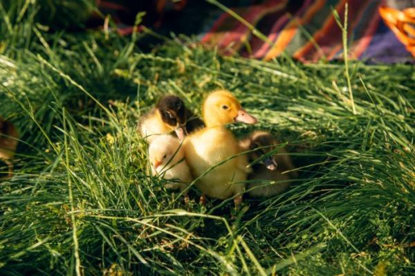 Нappiness in the village: на фотосесії у Рожищі зібрали 2811 гривень на авто для захисника9