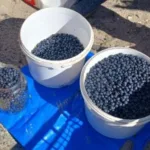 Сезон ягід: скільки коштують чорниці, порічки та смородина у Старій Вижівці