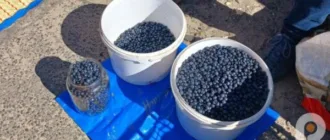 Сезон ягід: скільки коштують чорниці, порічки та смородина у Старій Вижівці