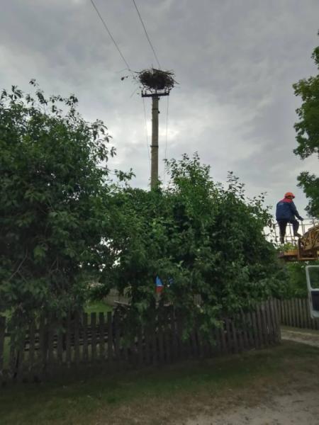 У Вічинях працівники «Волиньобленерго» врятували лелече гніздо1