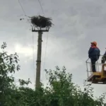 У Вічинях працівники «Волиньобленерго» врятували лелече гніздо