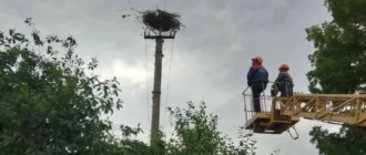 У Вічинях працівники «Волиньобленерго» врятували лелече гніздо