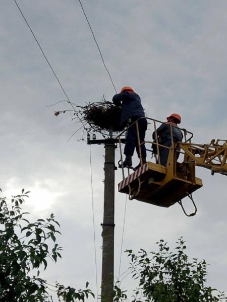 У Вічинях працівники «Волиньобленерго» врятували лелече гніздо3