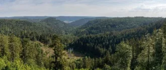 Україна відмовиться від суцільних рубок у Карпатах з 2027 року