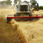 Аграрії Рівненщини зібрали понад 670 тисяч тонн ранніх зернових