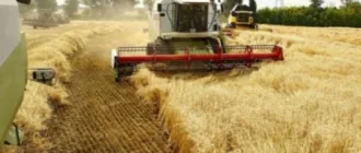 Аграрії Рівненщини зібрали понад 670 тисяч тонн ранніх зернових