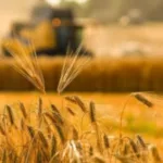 На Волині аграрії намолотили понад 1 мільйон тонн зернових