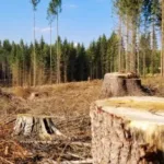 На Кіровоградщині посадовець однієї з філій ДП «Ліси України» завдав збитків довкіллю майже 5 мільйонів гривень